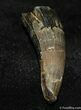 Large Fossil Crocodile Tooth from Hell Creek Formation #521-1